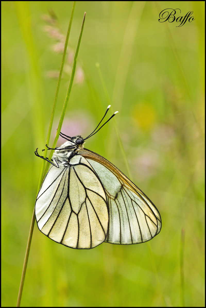 Aporia crataegi